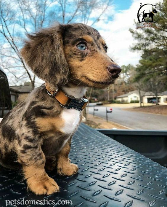 Dapple Dachshund