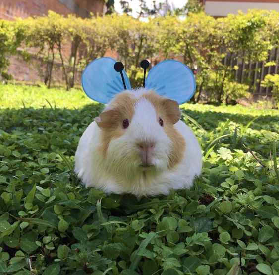 Teddy Guinea Pig