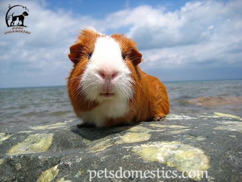 Teddy Guinea Pig