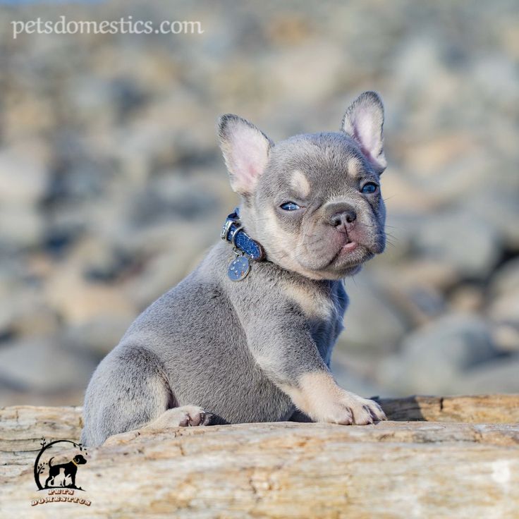 Lilac French Bulldog