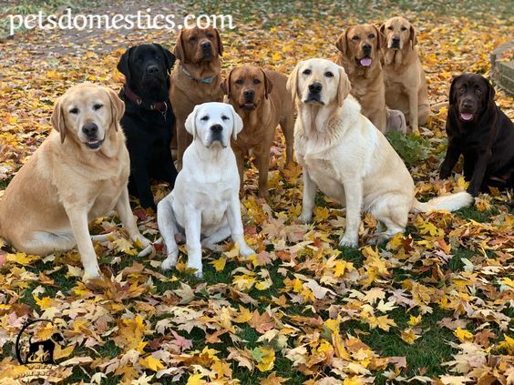 Red Fox Lab