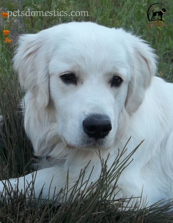 English Cream Golden Retriever