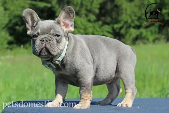 Lilac French Bulldog