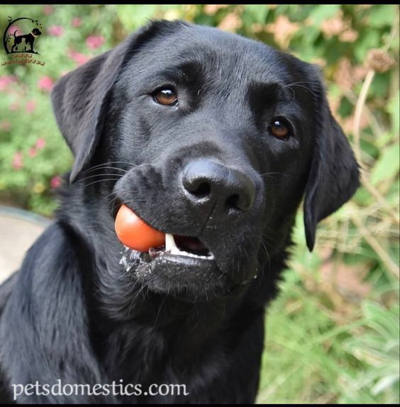 Black Golden Retriever