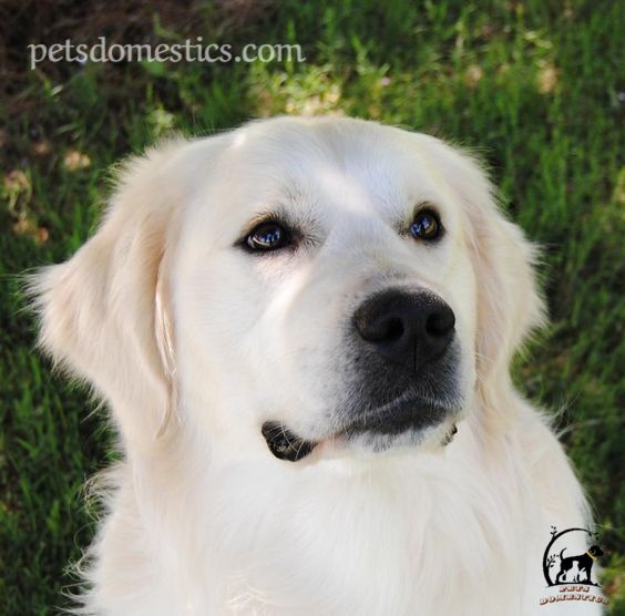 English Cream Golden Retriever