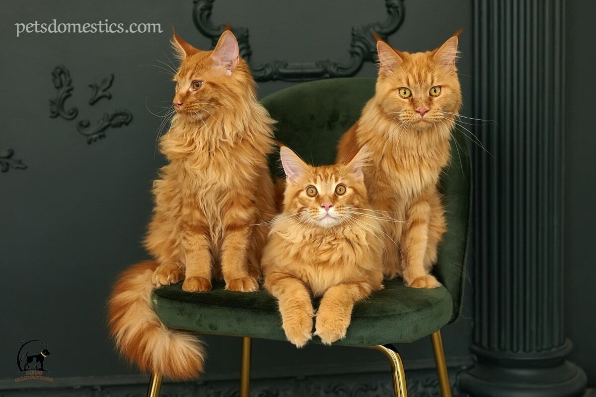 Orange Maine Coon