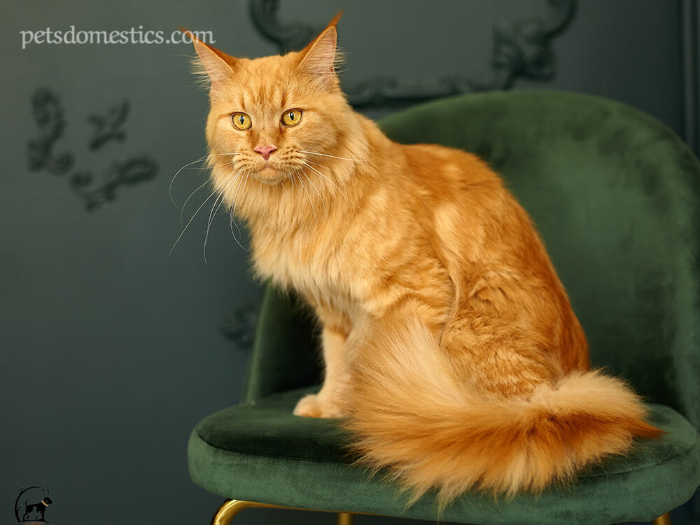 Orange Maine Coon