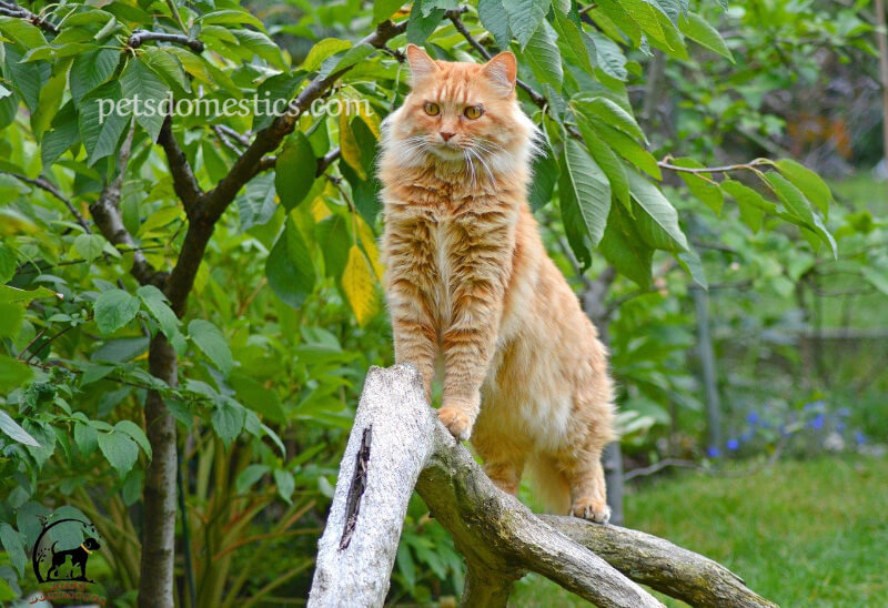 Orange Maine Coon