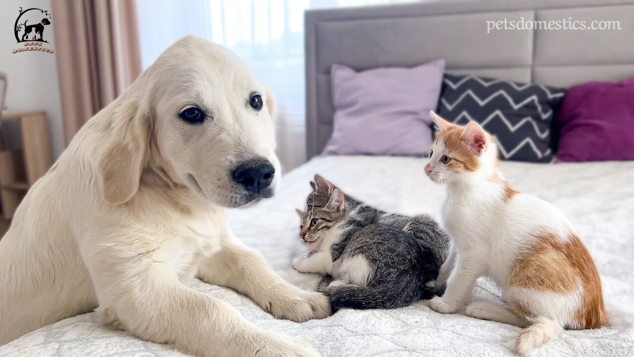 English Cream Golden Retriever