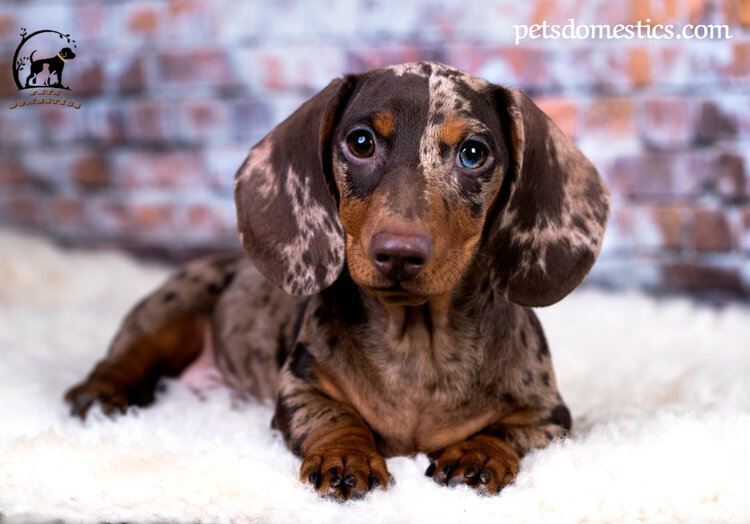 Dapple Dachshund