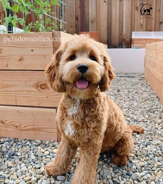 Cavapoo puppies