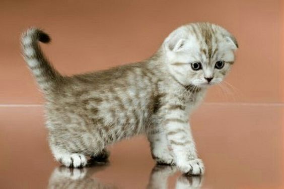 Scottish Fold Kittens