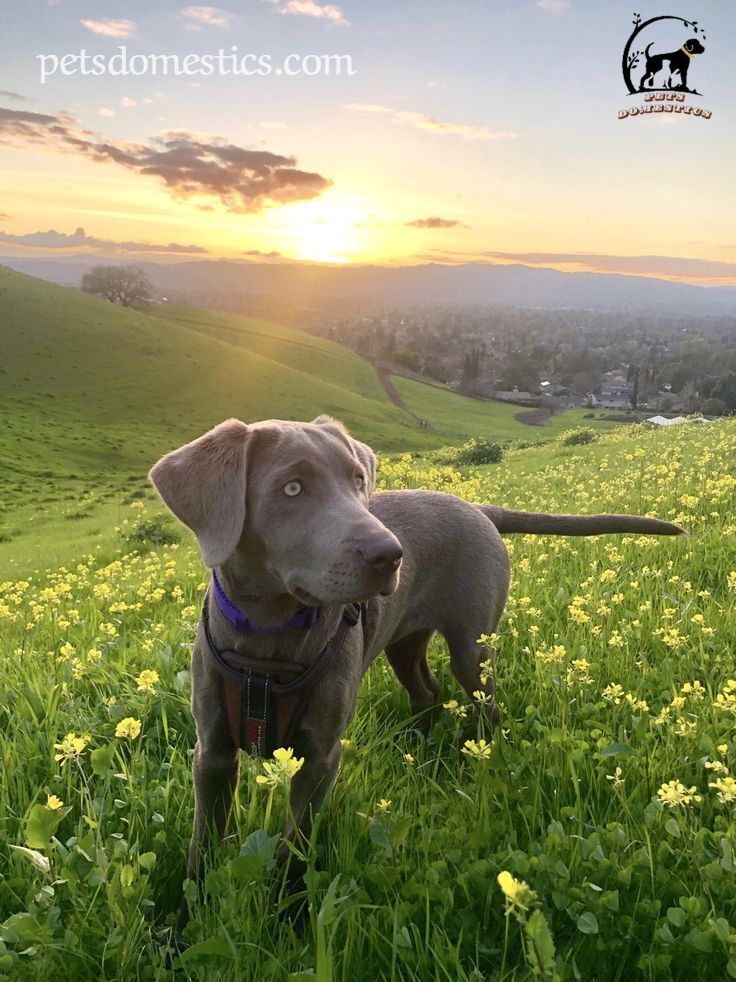 Silver Lab