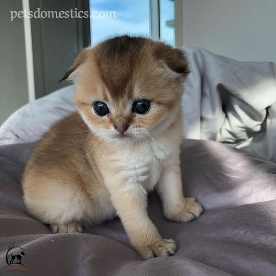 Scottish Fold Kittens