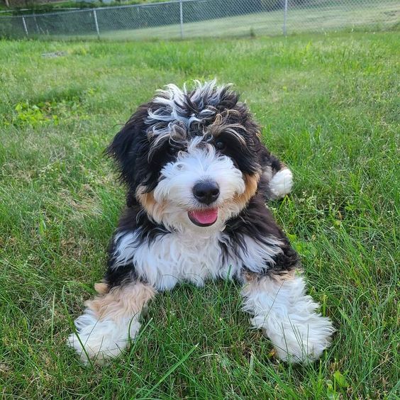 Mini Bernedoodle