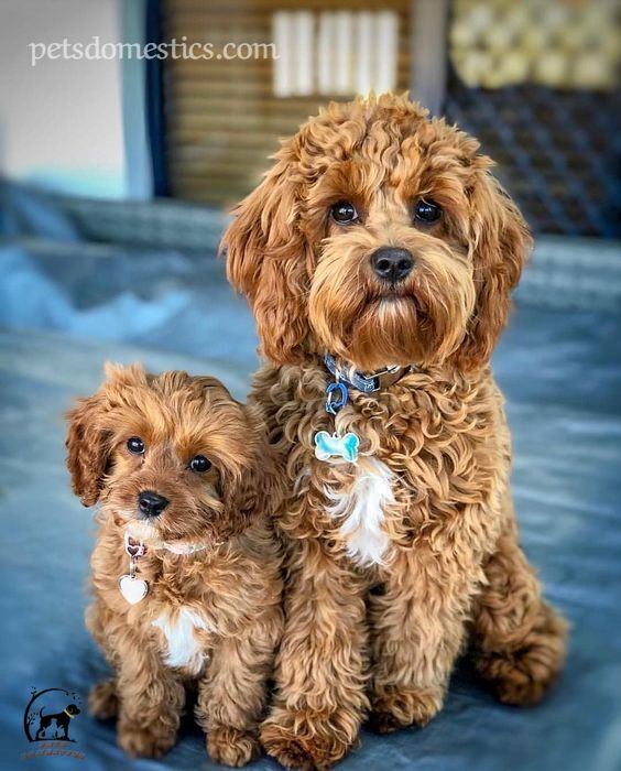 Cavapoo puppies