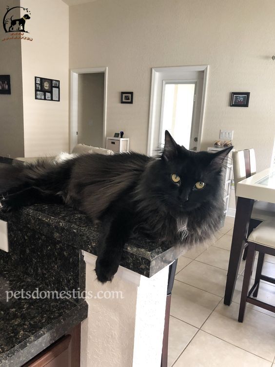 Black Maine Coon