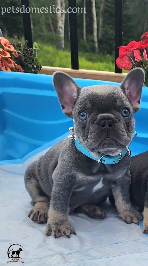 blue French Bulldog