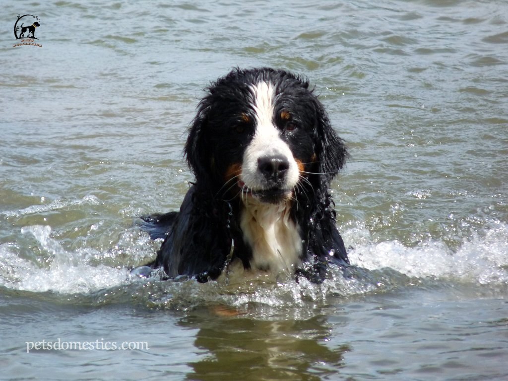 Bernese Mountain Dog Puppy