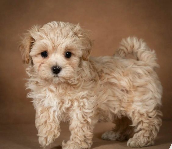 Cavapoo puppies