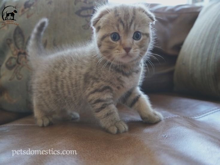 Scottish Fold Kittens