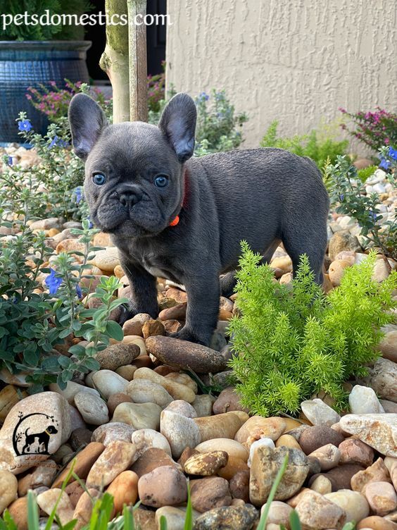 blue French Bulldog