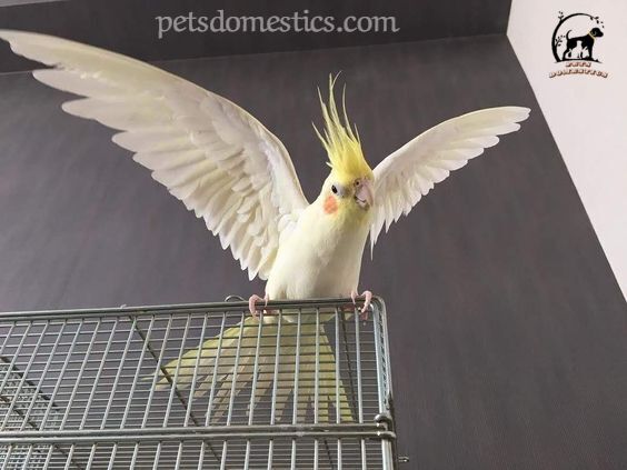 Cockatiel