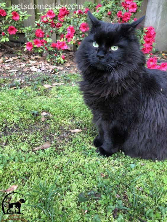 Black Maine Coon