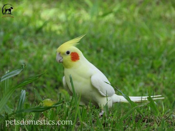 Cockatiel