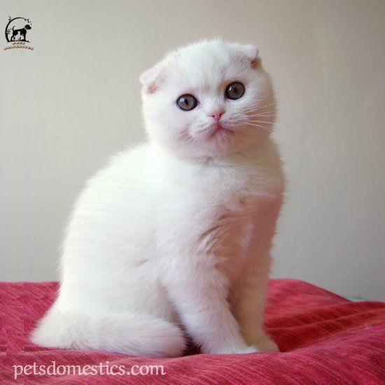 Scottish Fold Kittens