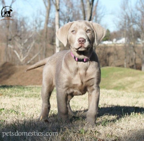 Silver Lab