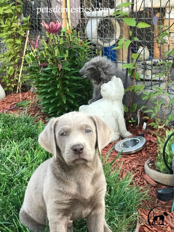 Silver Lab