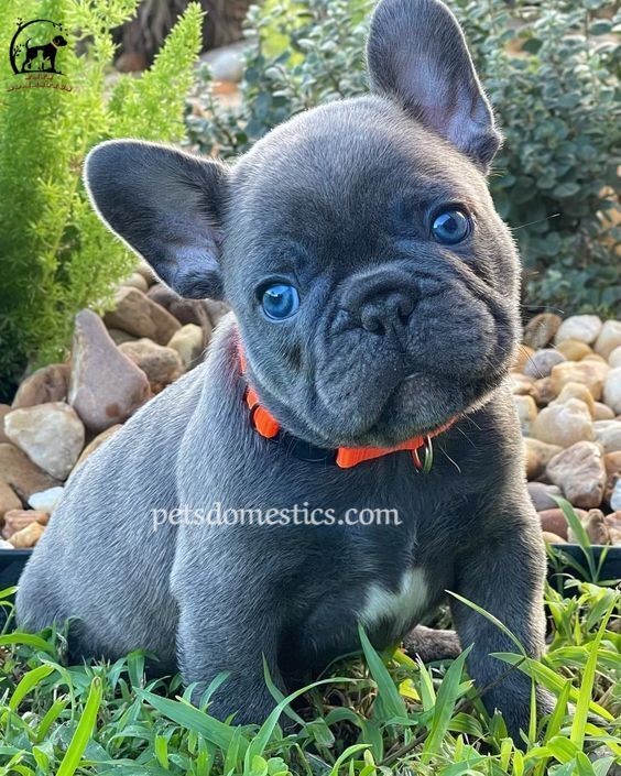 blue French Bulldog