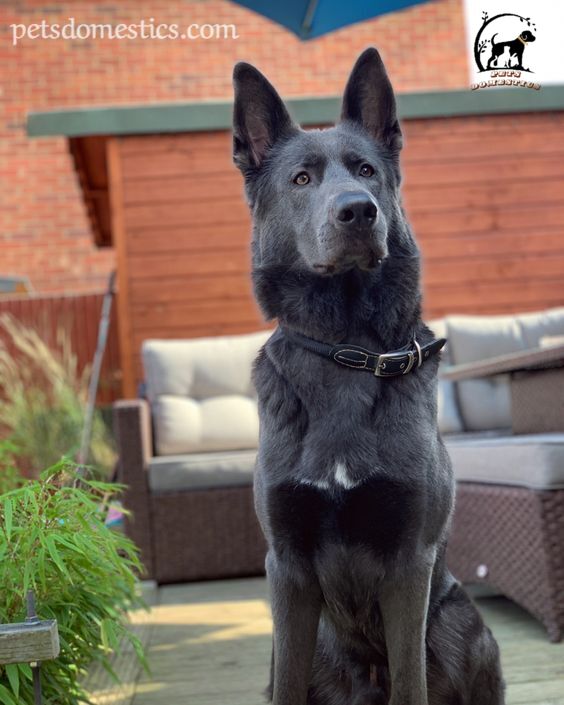 Blue German Shepherd