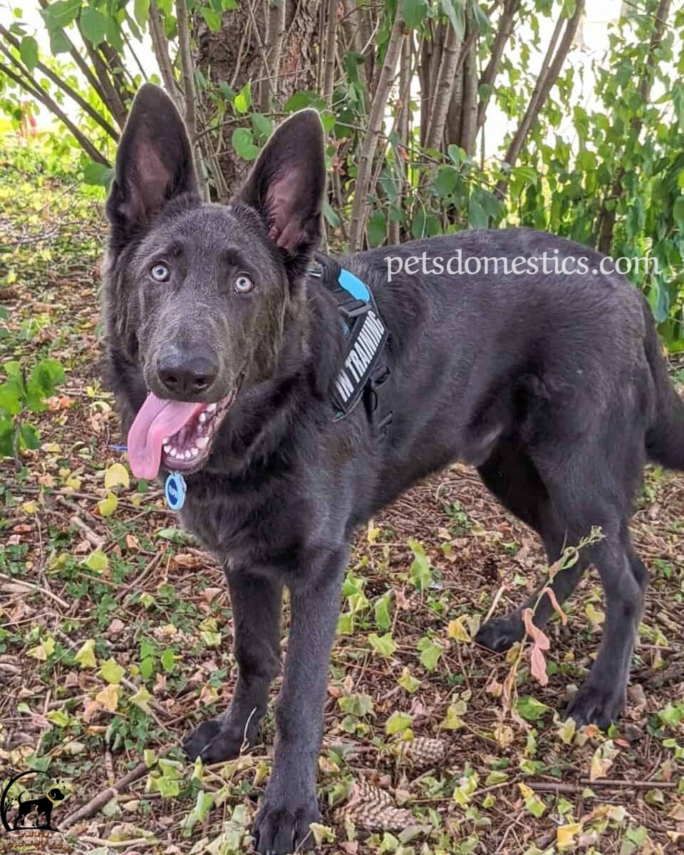 Blue German Shepherd