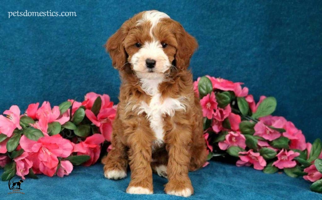 Cavapoo puppies