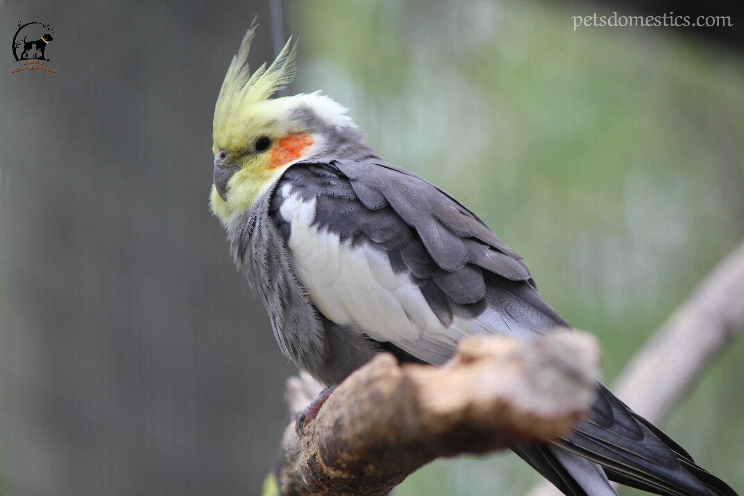 Cockatiel