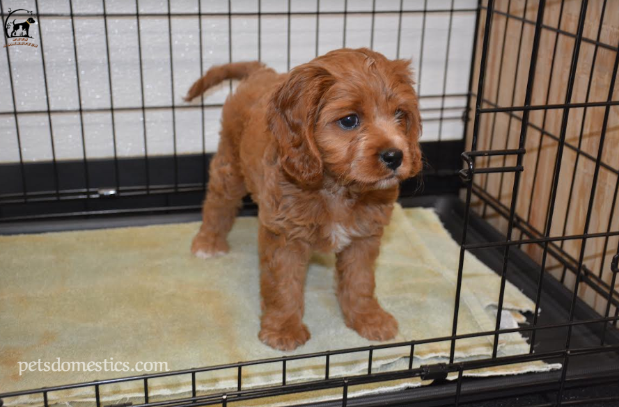 Cavapoo puppies