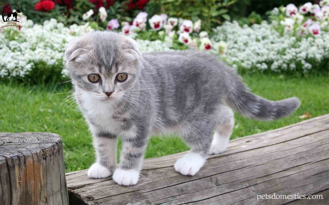 Scottish Fold Kittens