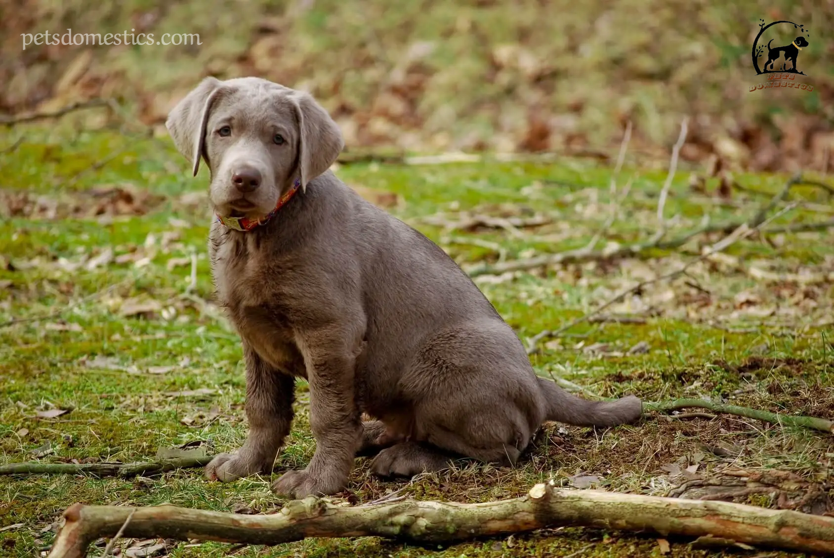 Silver Lab