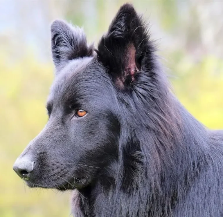 Blue German Shepherd