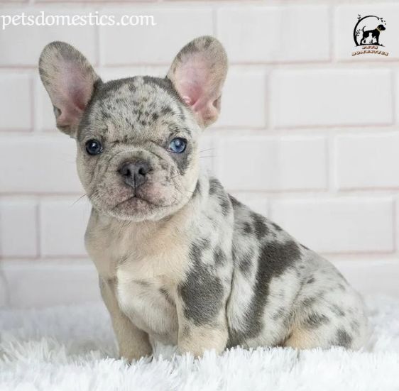 blue French Bulldog