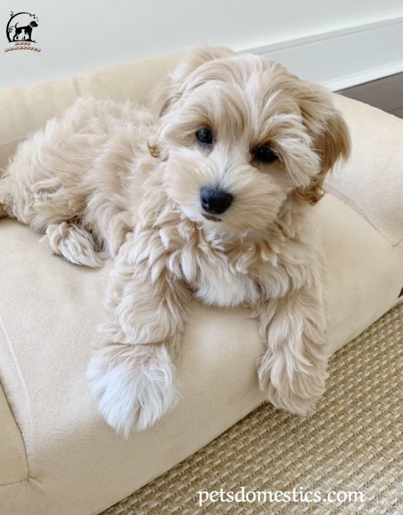 Cavapoo puppies