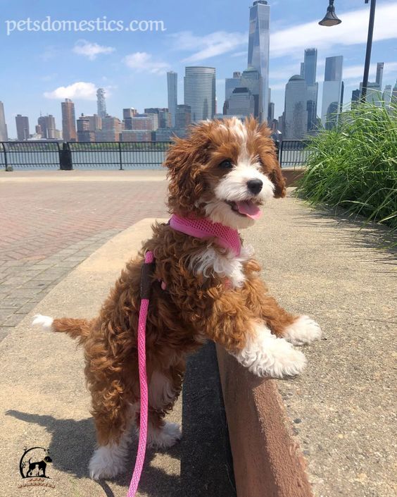 Cavapoo puppies