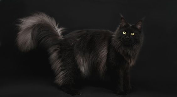 Black Maine Coon