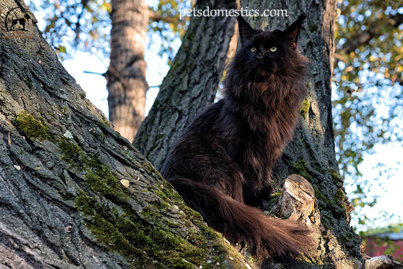 Black Maine Coon