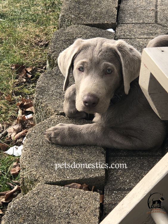 Silver Lab