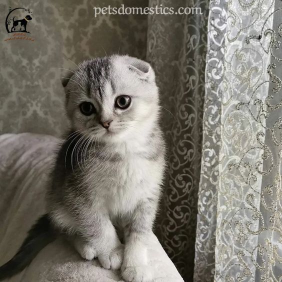 Scottish Fold Kittens