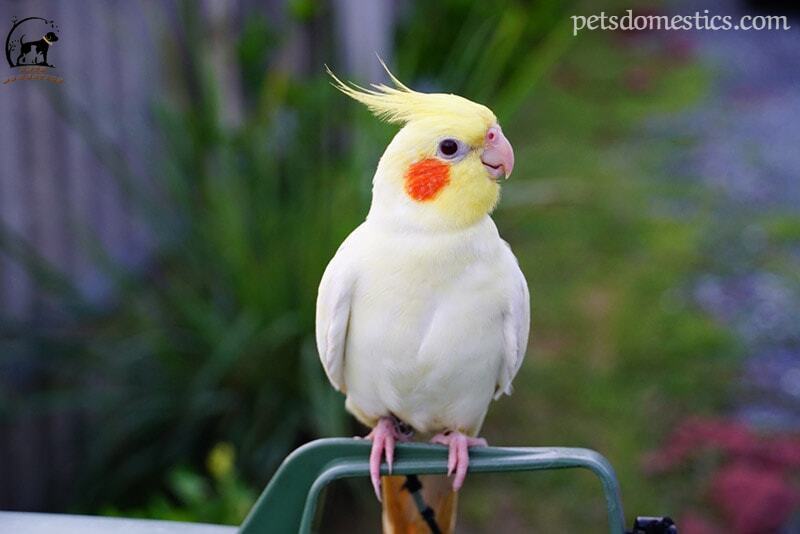 Cockatiel