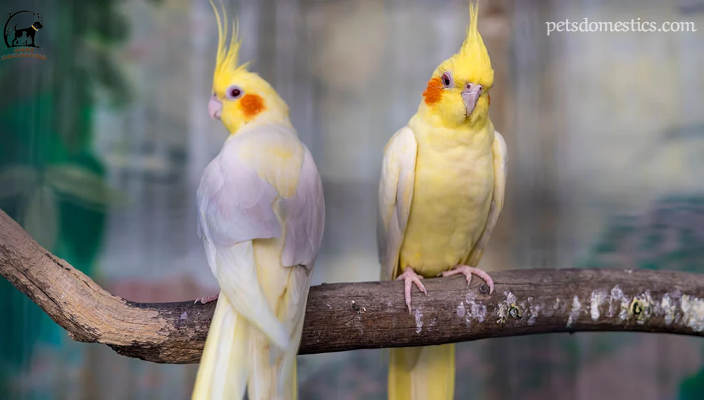 Cockatiel